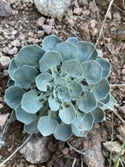 Physaria vitulifera