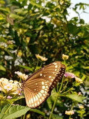 Euploea core