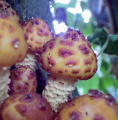 Pholiota aurivella