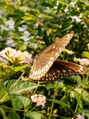 Euploea core