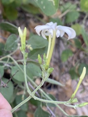 Jasminum fluminense