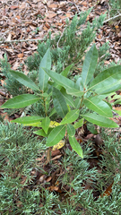 Persea borbonia
