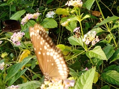 Euploea core