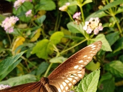 Euploea core