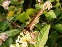 Euploea core
