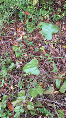 Smilax bona-nox