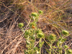 Grindelia nuda