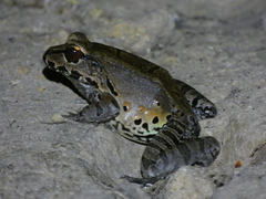Leptodactylus pentadactylus