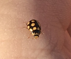 Coccinula quatuordecimpustulata