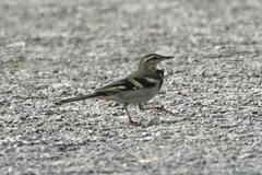 Dendronanthus indicus