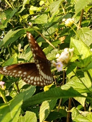 Euploea core