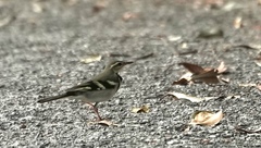 Dendronanthus indicus