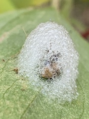 Lepyronia quadrangularis