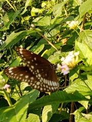 Euploea core