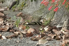 Dendronanthus indicus