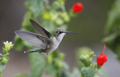 Archilochus colubris