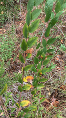 Ulmus alata