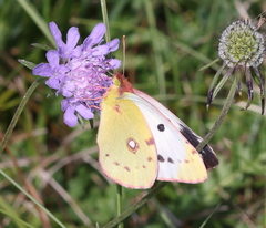 Colias croceus