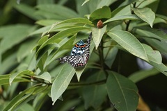 Hestina assimilis