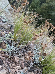 Eriogonum umbellatum