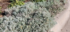 Antennaria parvifolia