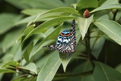 Hestina assimilis