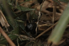 Gryllus