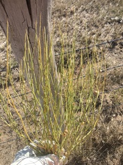 Lygodesmia juncea
