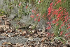 Dendronanthus indicus