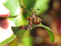 Phyprosopus callitrichoides