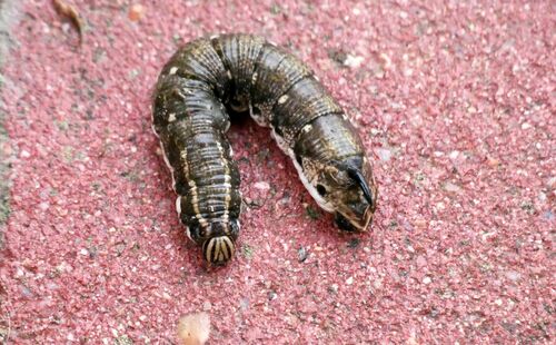Agrius convolvuli