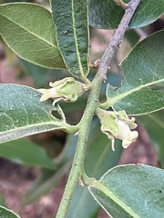 Diospyros mespiliformis
