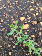 Oenothera laciniata