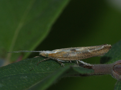 Ypsolopha falcella