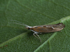 Ypsolopha falcella