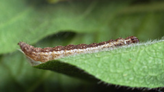 Ypsolopha falcella