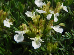 Teucrium montanum