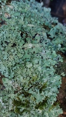 Punctelia jeckeri