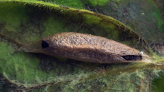 Ypsolopha falcella