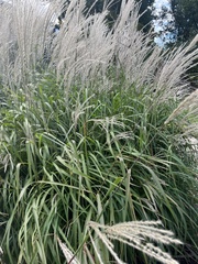 Miscanthus sinensis
