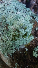 Punctelia jeckeri