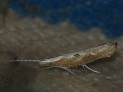 Ypsolopha falcella