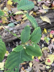 Impatiens pallida