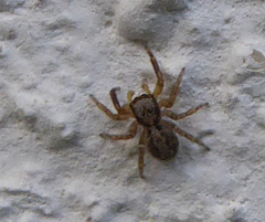 Pseudeuophrys vafra
