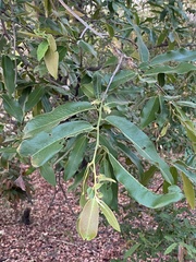Diospyros mespiliformis