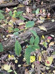 Impatiens pallida