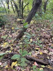 Impatiens pallida