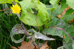 Golovinomyces sonchicola