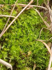 Bryum
