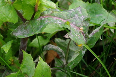 Golovinomyces sonchicola